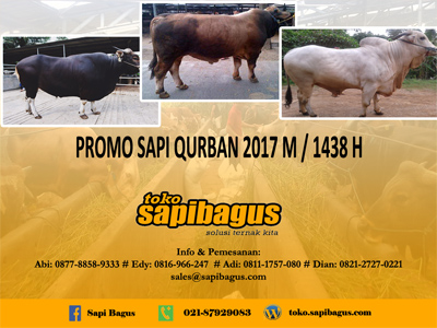 Daftar Harga Sapi Qurban 2017  Eventkampus.com