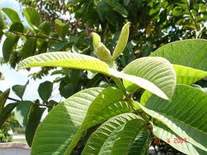 Manfaat Daun Jambu  Biji Untuk Kecantikan Waja