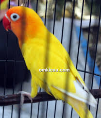 Anda pecinta burung...? ini dia beberapa hal unik dari burung LoveBird