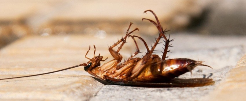 Fakta Unik Tentang Kecoa Yang Bikin Kamu Merinding