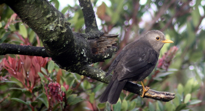 Penghuni Gunung Lawu