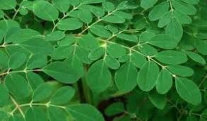 Manfaat Daun Kelor Yang Ajaib