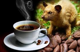 Manfaat Kopi Luwak untuk Kesehatan