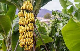 Pengertian Pisang Beserta Macam-Macamnya