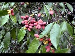 Manfaat Melinjo Yang Sangat Baik bagi Kesehatan