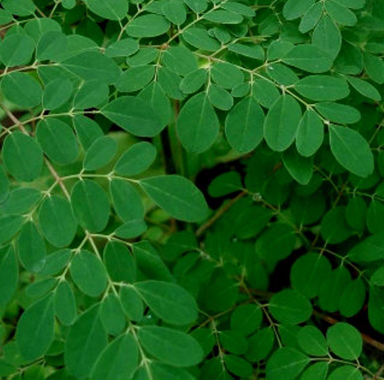 JANGAN MEREMEHKAN DAUN KELOR