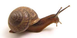 Apasih Kegunaan Lendir Bekicot