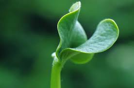 alasan kenapa tumbuhan monokotil tidak bisa di cangcok