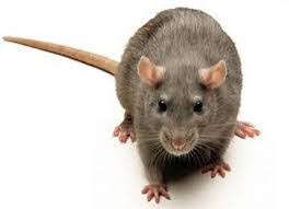 Cara mengusir tikus dari rumah dengan mudah