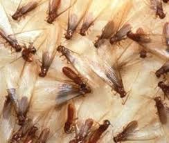 inilah manfaat serangga laron yang belum banyak yang tau..!