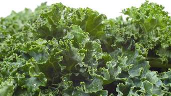 daftar makanan yang sangat menyehatkan