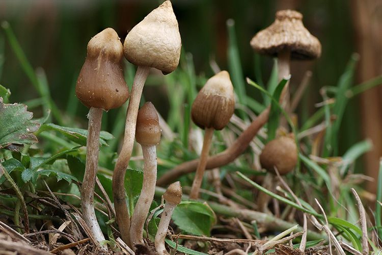  BAHAYA  JAMUR LETONG MAGIC MUSHROOM Eventkampus com