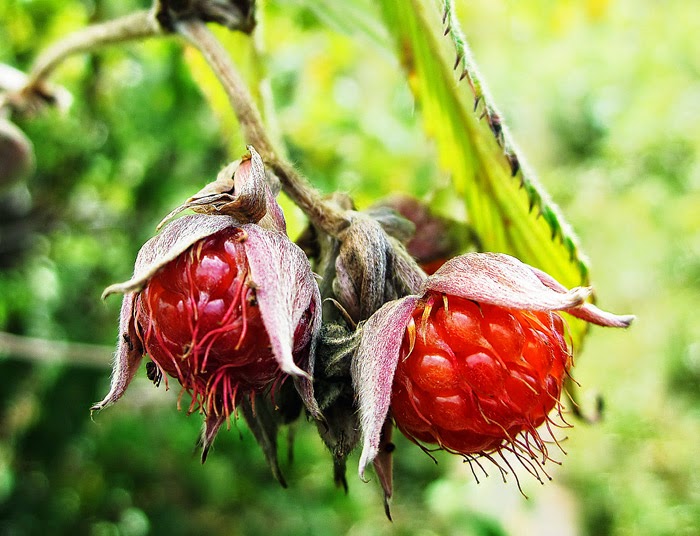 MENGIDENTIFIKASI MAKANAN DI HUTAN
