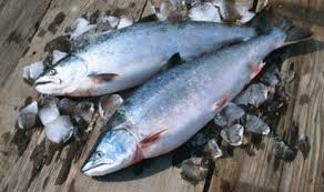 IKAN SALMON MAKANAN SEHAT