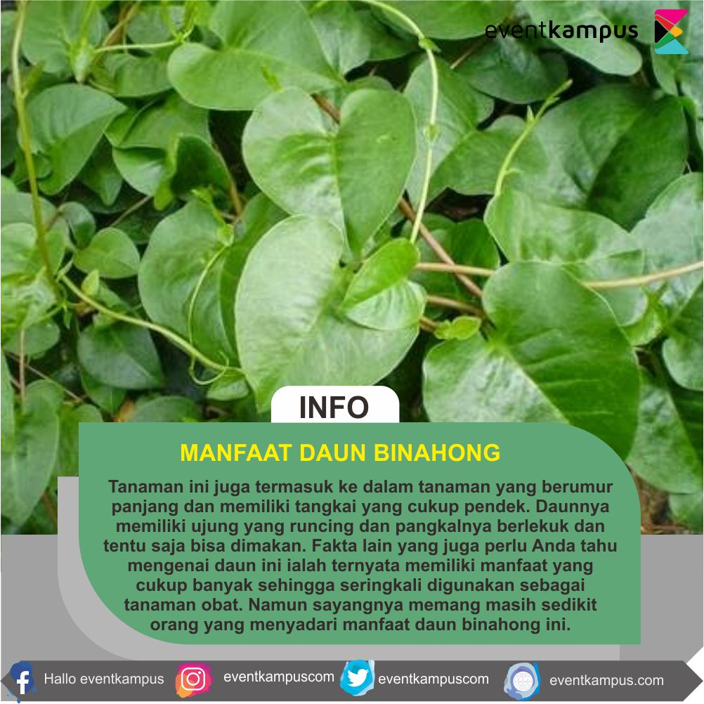 Manfaat Daun Binahong