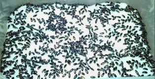 Manfaat Semut Jepang Bagi Kesehatan Manusia