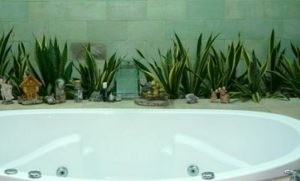 4 Jenis Tanaman Pemanis di Kamar Mandi