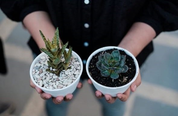 Bakti Kami untuk Negeri : Mahasiswa ITS Bantu Penjual Tanaman Surabaya Pasarkan Produknya