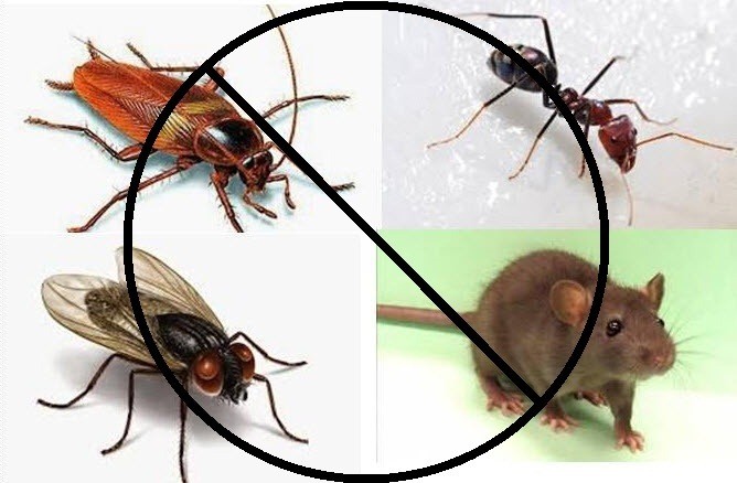 cara ampuh mengusir serangga di rumah