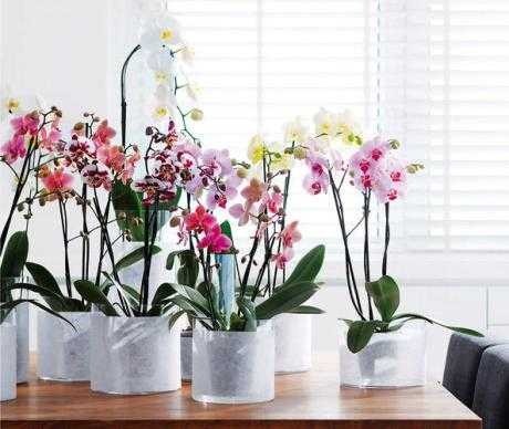 Cara Merawat Bunga Anggrek