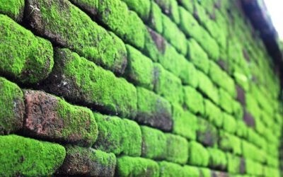 Cara Mudah Dan Ampuh Mengatasi Lumut Di Tembok