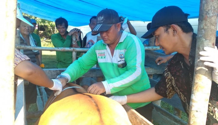 Fapet UGM Kembangkan Aplikasi Recording Ternak Online