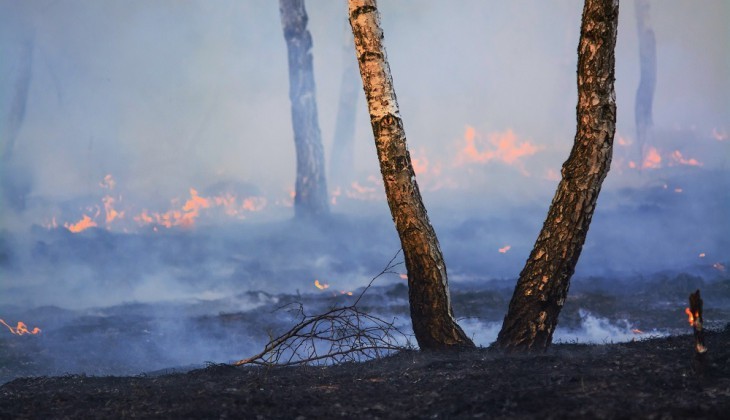 Gagas Penanganan Kebakaran Hutan, Mahasiswa UGM Juarai Kompetisi Rekinnovation