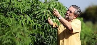 Kenali Manfaat Daun Singkong | Yuk Simak Penjelasannya