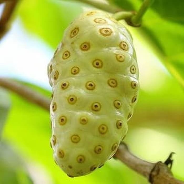 Khasiat Buah Mengkudu