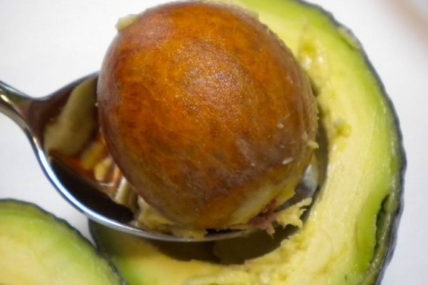 Manfaat Biji Alpukat Yang Jarang Diketahui Orang