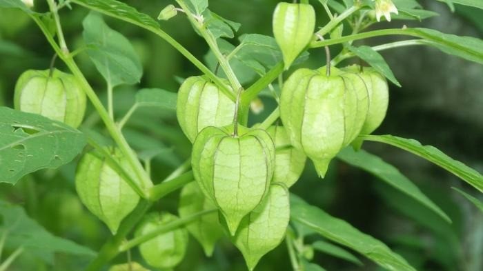 Manfaat Buah Ciplukan Bagi Kesehatan