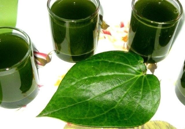 Manfaat Daun Sirih Untuk Kesehatan