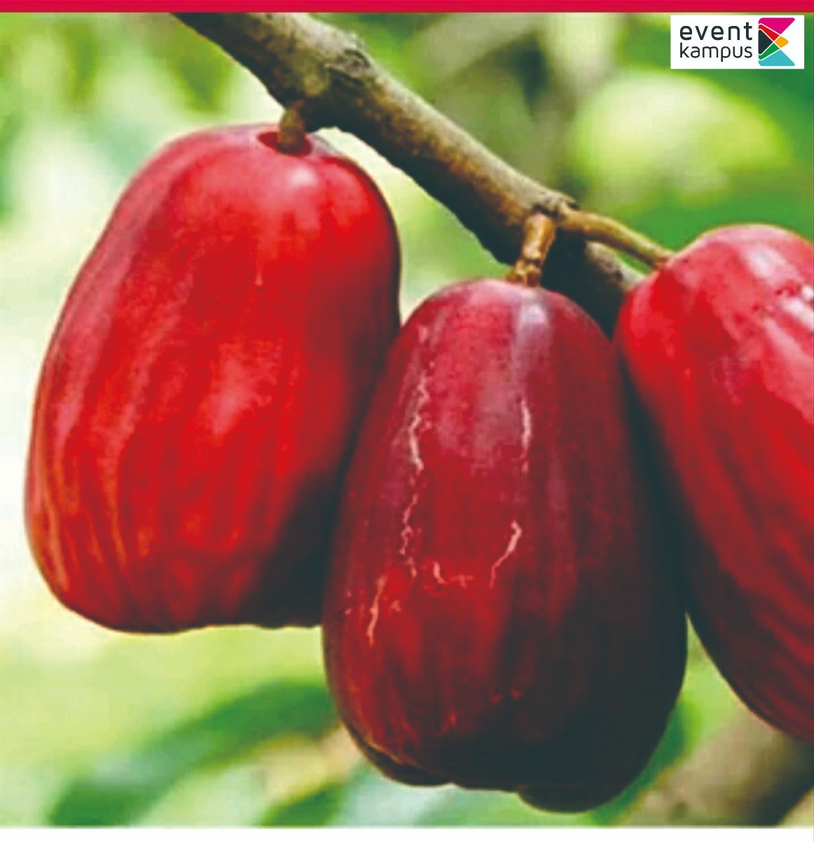 Manfaat Jambu Bol untuk Kesehatan, Kaya Nutrisi