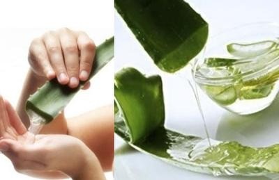 Manfaat Lidah Buaya Bagi Kesehatan Rambut