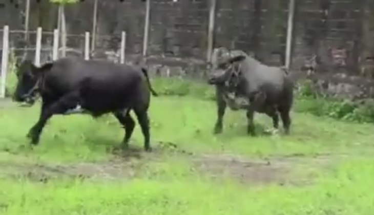 Menristek Tinjau Kandang Budi Daya Lembu Gama