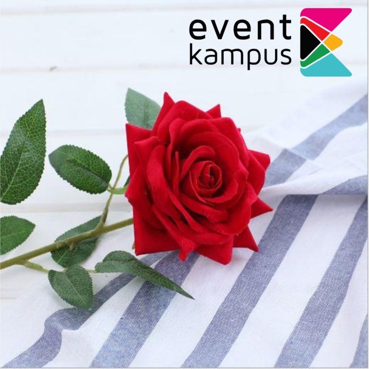 Selain Bikin Wangi, Bunga Mawar Punya Khasiat untuk Tubuh Sehat Lho