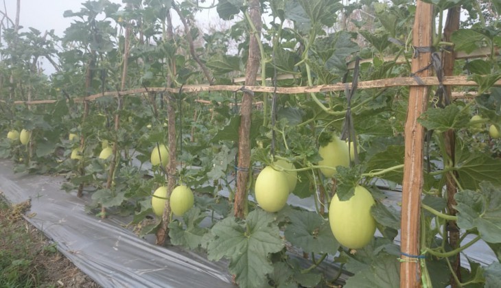 UGM Bantu Petani Tetap Panen Meski Musim Kemarau