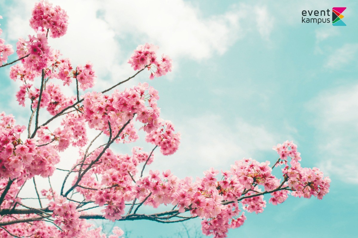 5 Manfaat Bunga Sakura  untuk Kesehatan Kulit Eventkampus com