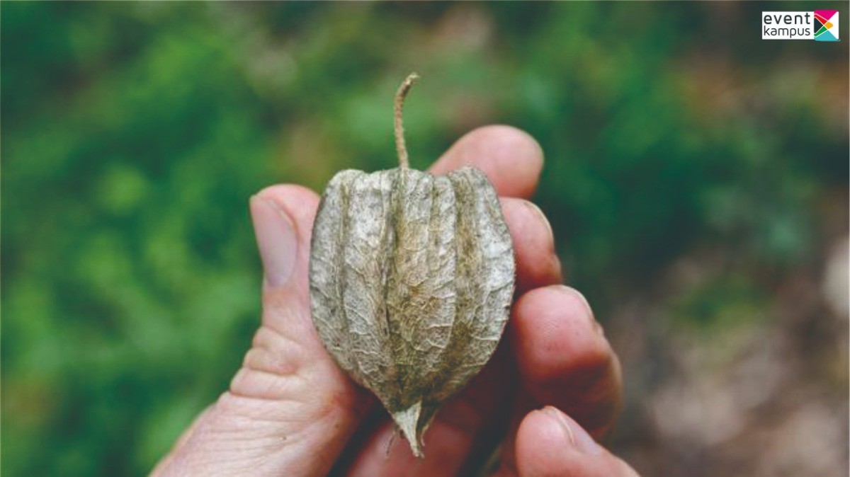 6 Manfaat Kesehatan Buah Ciplukan, Tanaman Sawah yang Rambah Supermarket