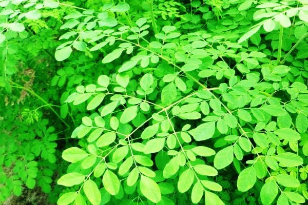 Apa Saja Sih Manfaat Dari Daun Kelor Itu? Mau tau? Oke Berikut Ini Beberapa Manfaat Dari Daun Kelor..