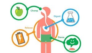 Apakah metabolisme sama dengan mencerna???