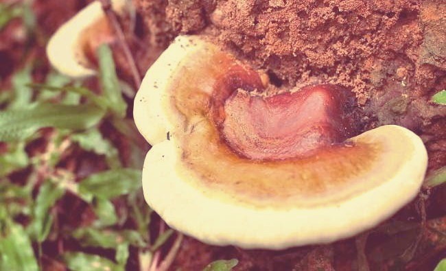 Beberapa Manfaat Jamur Ganoderma Blog