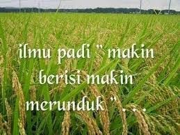 ilmu padi