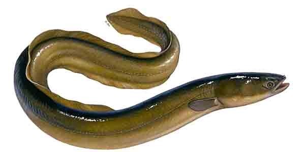 Inilah Kandungan Yang Terdapat Didalam Belut