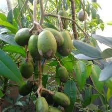 Manfaat buah kedondong!!