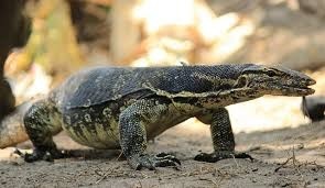 Manfaat dan Resiko Makan daging biawak