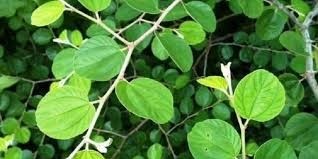 Manfaat Daun Bidara Eventkampus  Manfaat Daun Bidara Eventkampus