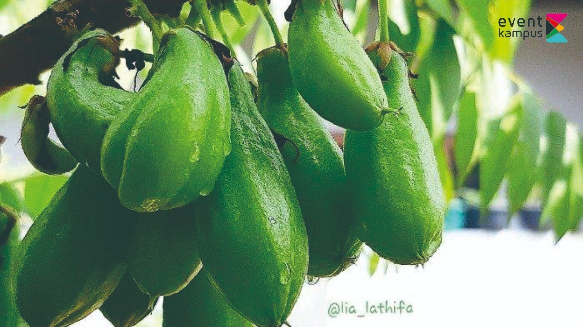 Minum Rebusan Daun Belimbing Sayur Bantu Obati 5 Penyakit | Blog ...