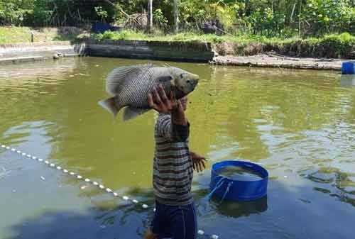Panduan Budidaya Ikan Gurame