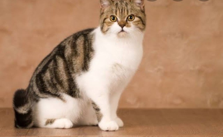 Tips memandikan kucing